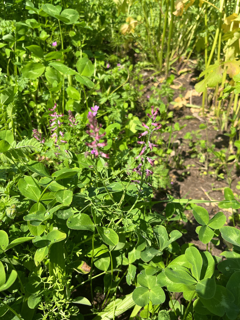 L'image montre plusieurs plantes délicates de fumeterre officinale avec leurs inflorescences rose-pourpre caractéristiques. Elles poussent au milieu d'un feu...