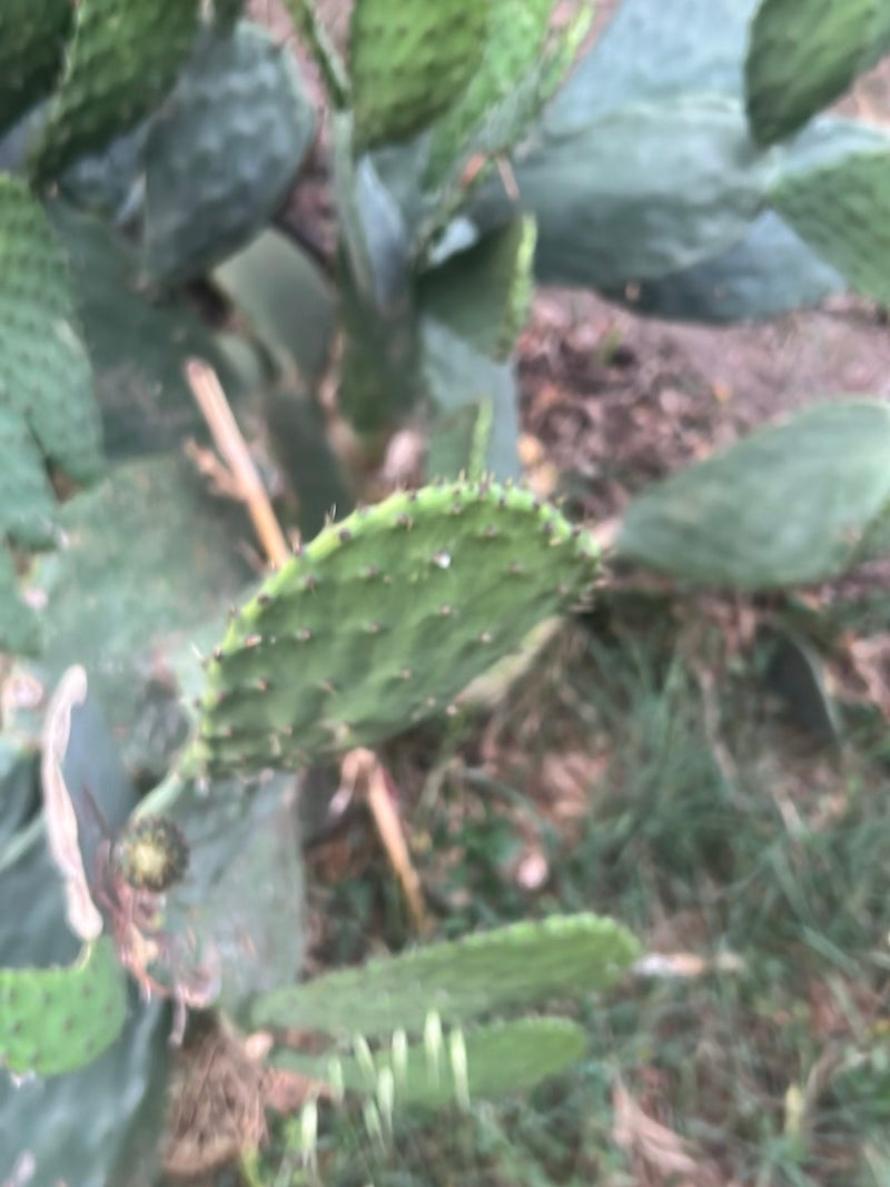 Cactus figue de Barbarie commune — Bild 1