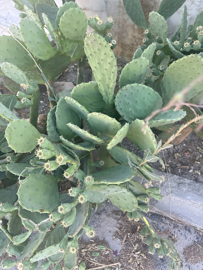 Cactus figue de Barbarie commune — photo 3 sur 6
