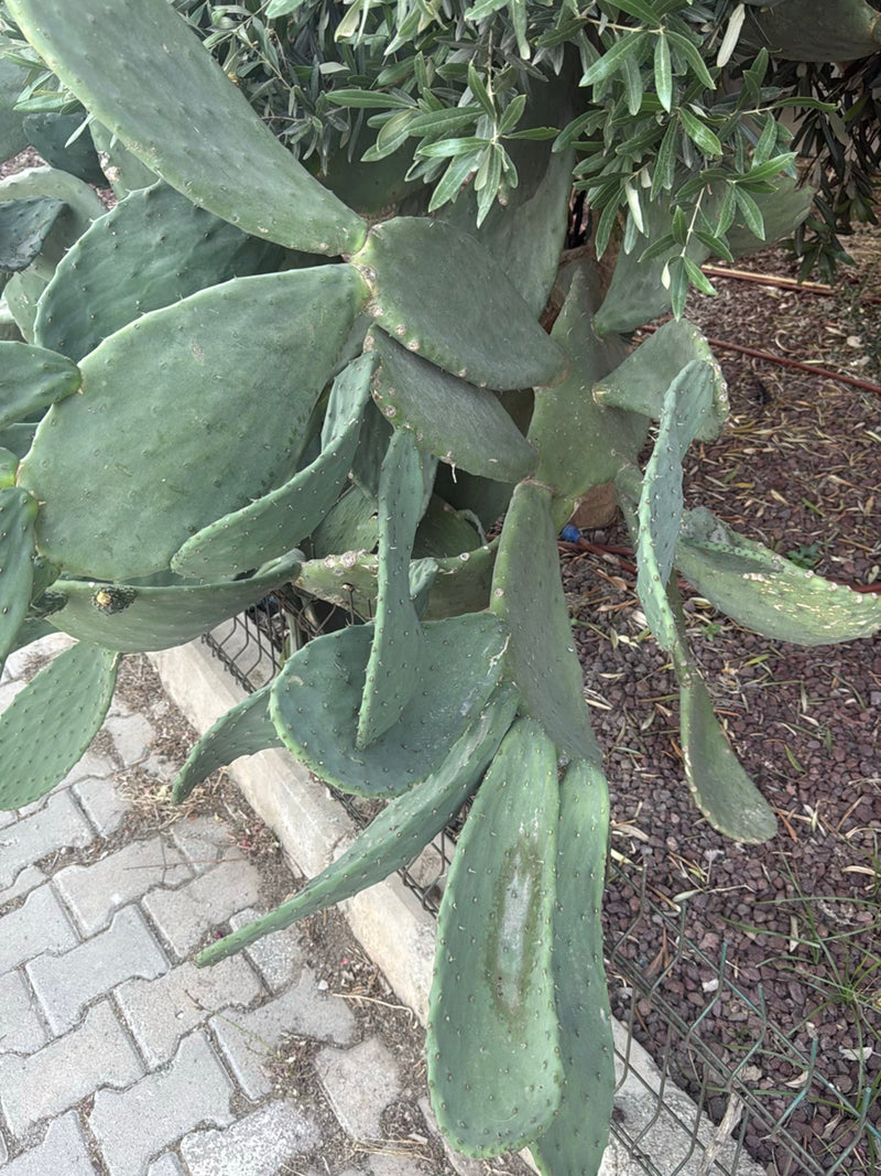 Cactus figue de Barbarie commune — photo 1 sur 6