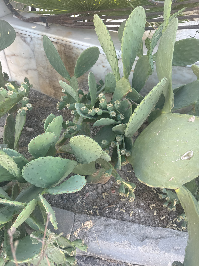 Cactus figue de Barbarie commune — photo 5 sur 6