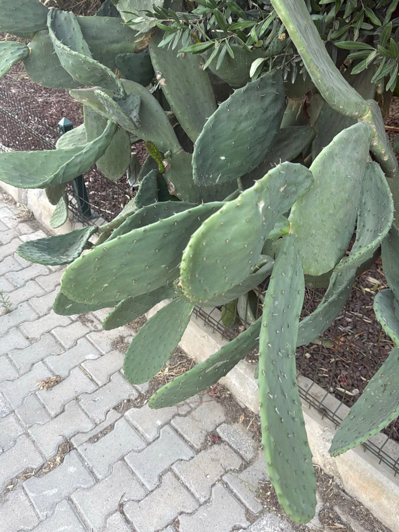 Cactus figue de Barbarie commune — photo 2 sur 6