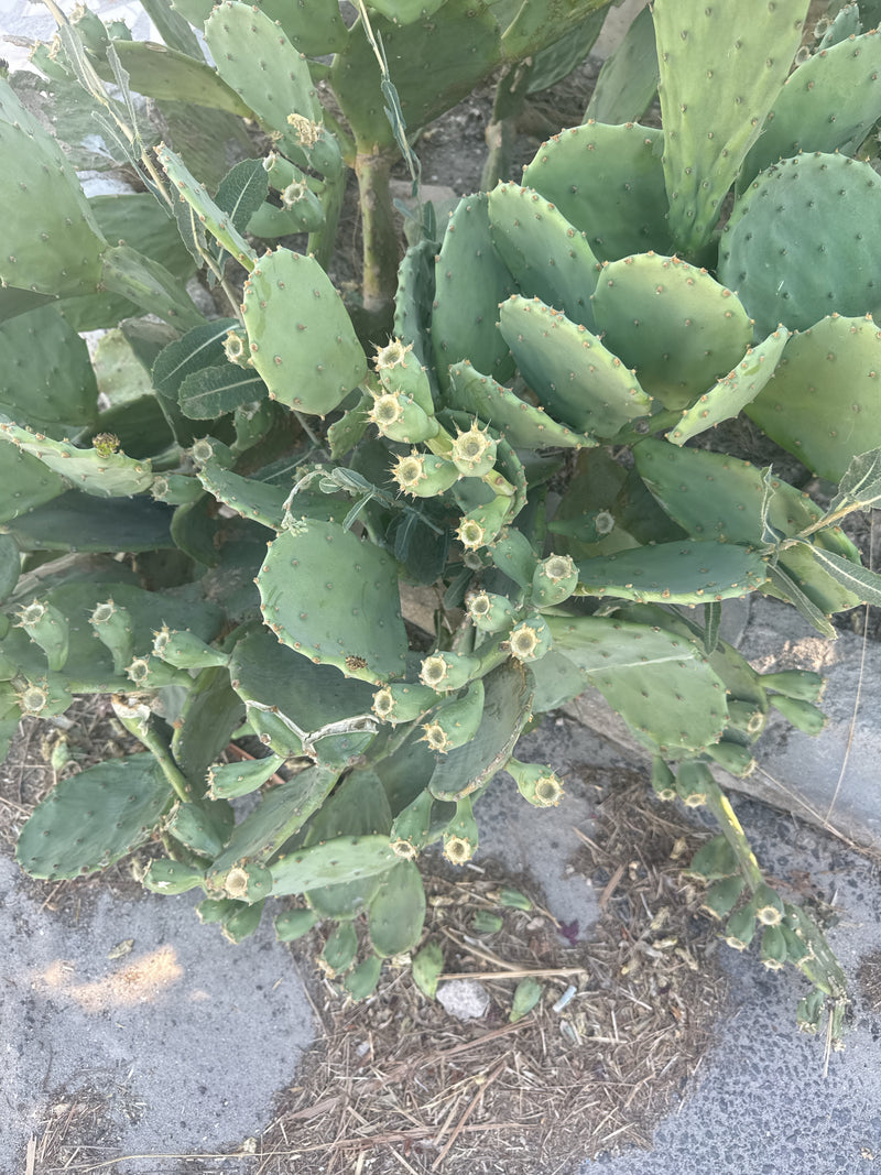Cactus figue de Barbarie commune — photo 4 sur 6