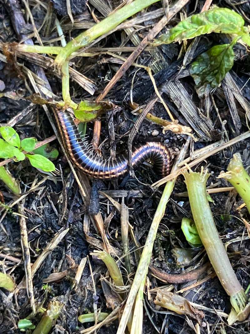 L'image montre un iule terrestre se déplaçant sur un sol composé de terre et de débris végétaux. L'animal présente sa forme segmentée typique.