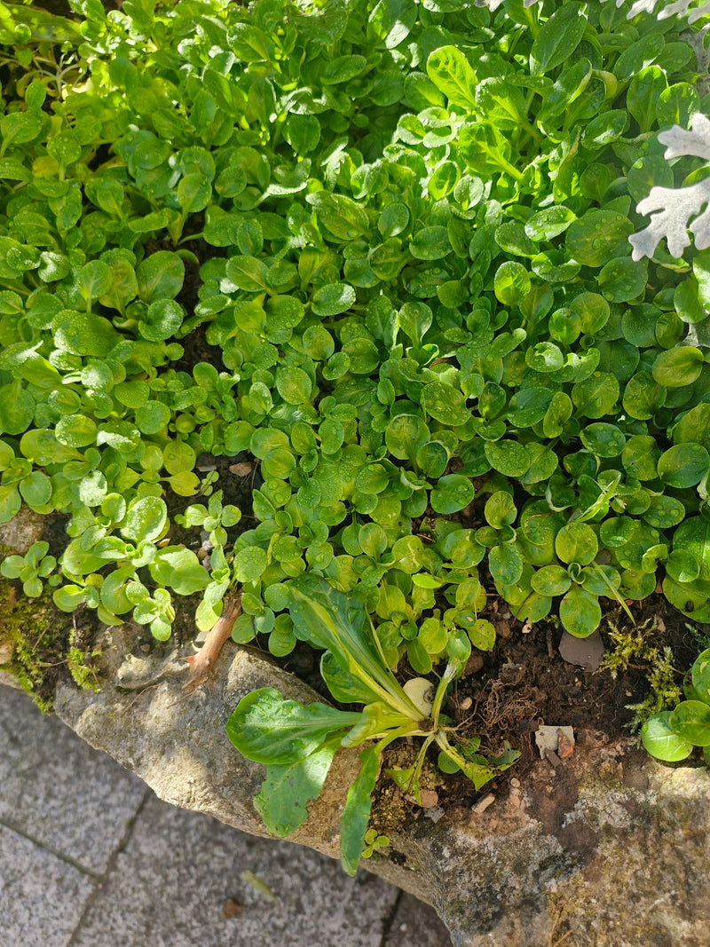Rosettes denses de mâche dans une jardinière en pierre, parsemées de fines gouttes d'eau.