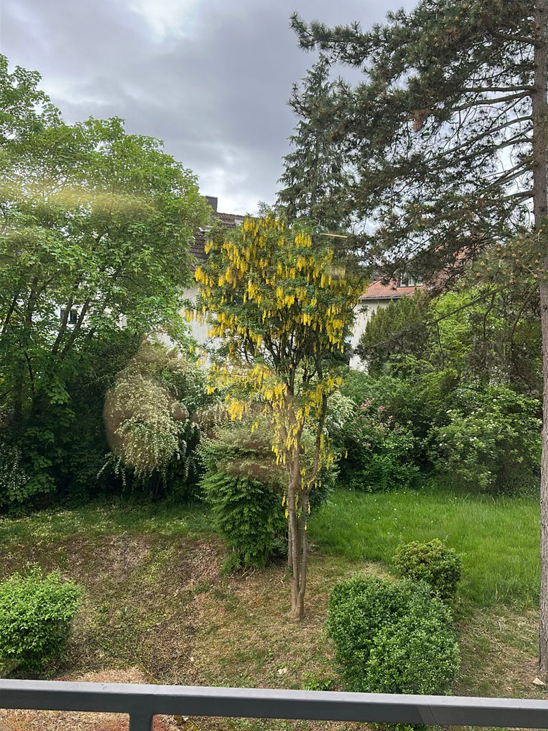 On peut voir un cytise aubour en fleurs dans un jardin vert. L'arbre porte des grappes de fleurs jaunes remarquables.