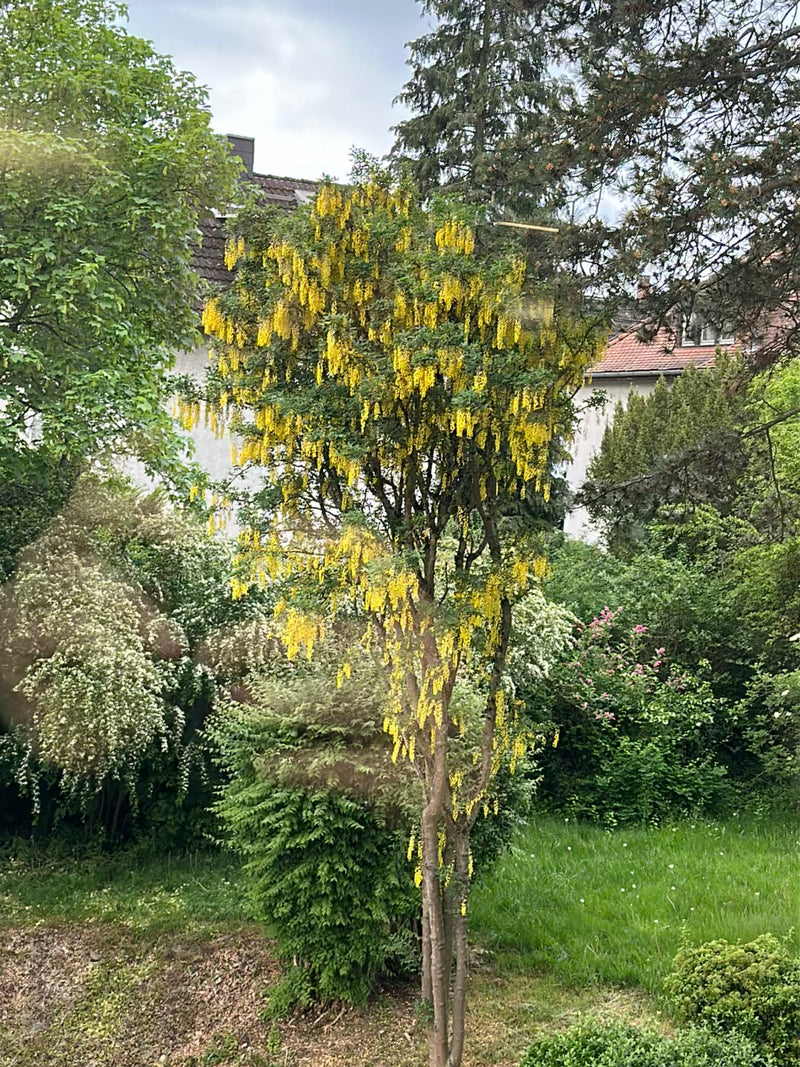 On peut voir un cytise en fleurs dans un jardin. Les grappes de fleurs jaunes typiques pendent.