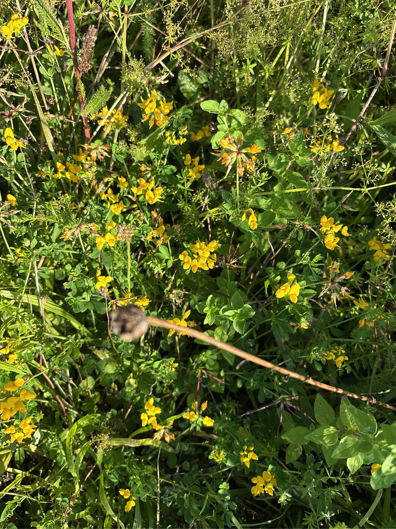 L'image montre une prairie dense avec de nombreuses fleurs jaunes de lotier corniculé.