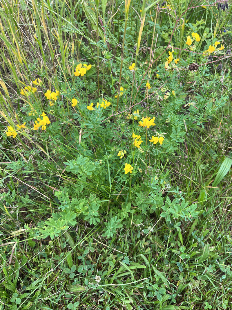 On peut voir une plante de lotier corniculé en fleurs avec des fleurs jaunes dans un pré. Les feuilles et les fleurs caractéristiques se trouvent au milieu d...