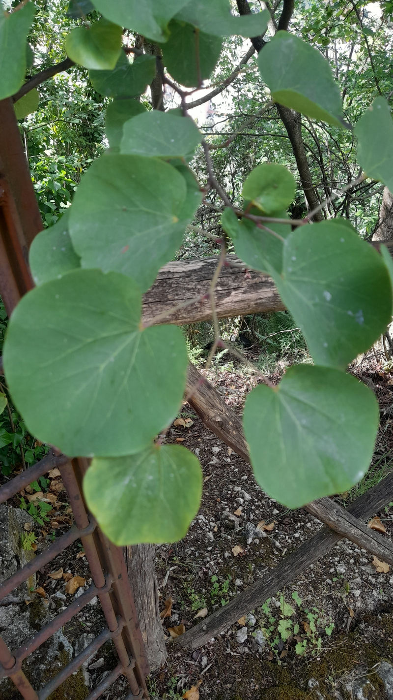 Arbre de Judée — Bild 2
