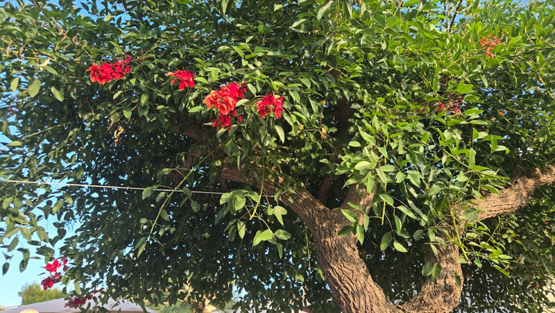 Arbre corail commun — Bild 1