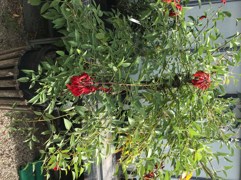 Arbre corail commun — photo 2 sur 5