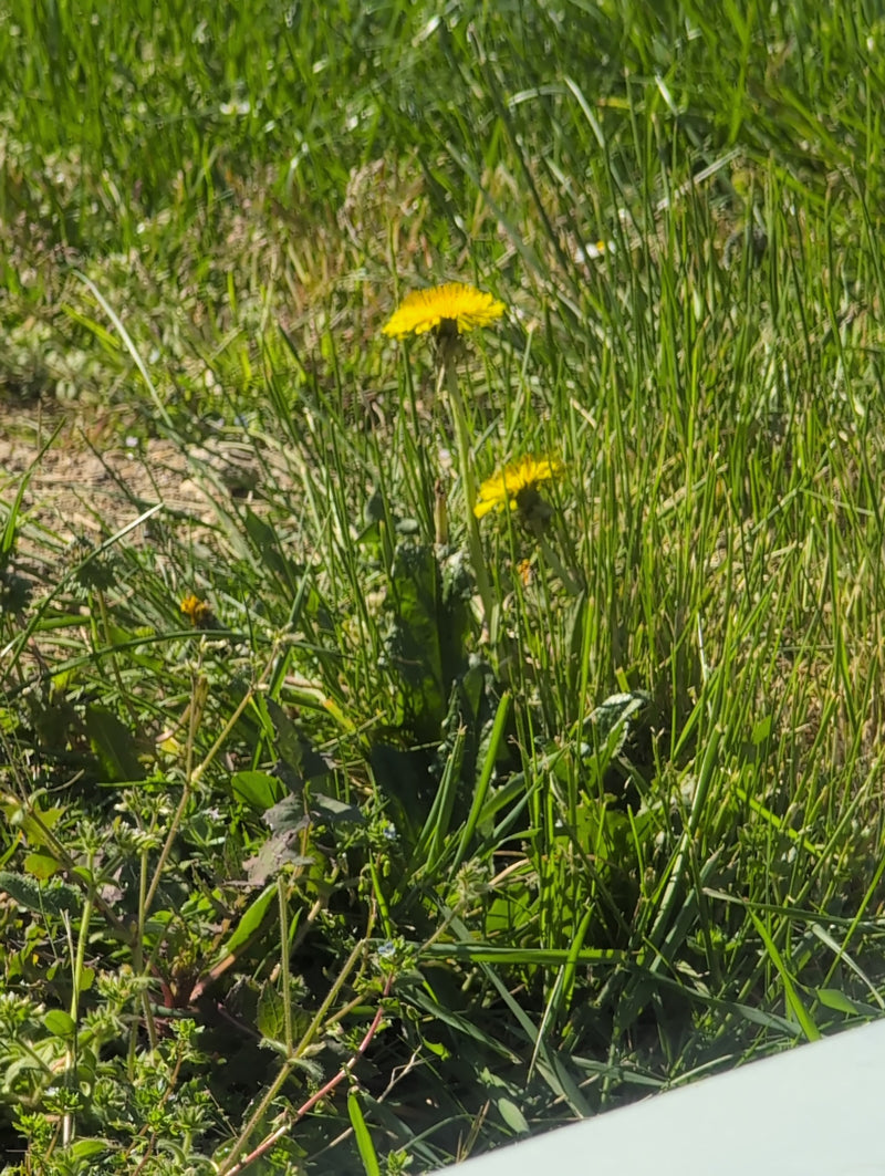 Pissenlit — Bild 1