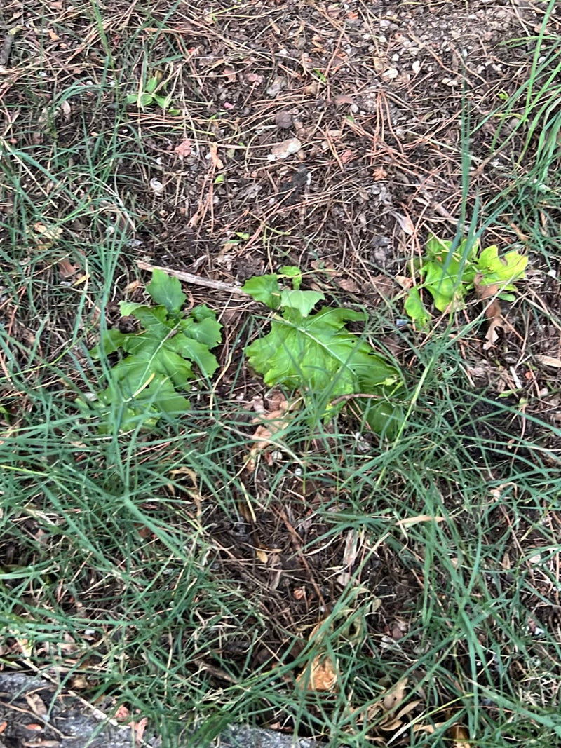 L'image montre de jeunes pissenlits aux feuilles typiquement dentelées poussant sur un sol de terre, d'herbe et d'aiguilles de pin.