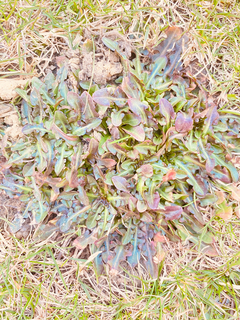 On voit la rosette de feuilles d'un pissenlit près du sol au milieu d'herbe sèche. Les feuilles dentées s'étalent à plat sur le sol.