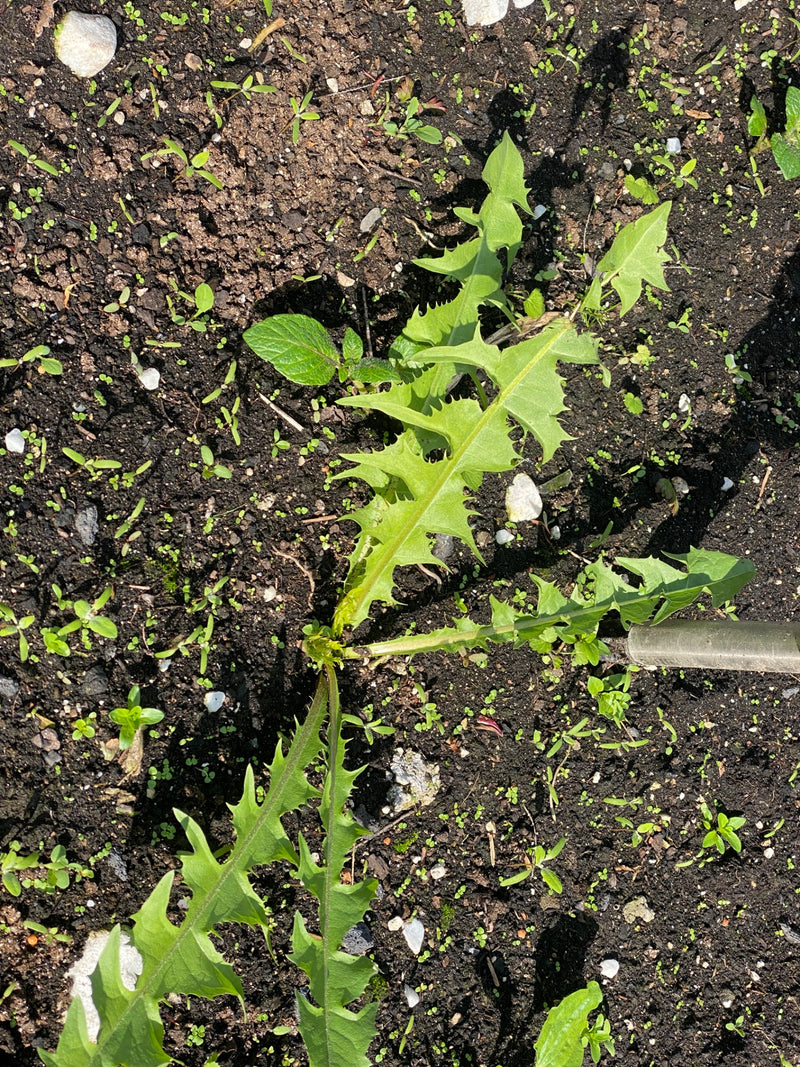 L'image montre une rosette de feuilles vertes d'un pissenlit vue d'en haut. Les feuilles typiquement dentées poussent sur de la terre de jardin sombre.