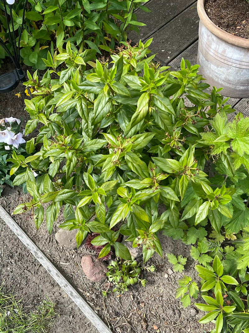 On aperçoit un arbuste de troène touffu au feuillage vert dense vu du dessus. Il pousse dans un parterre à côté d'une terrasse.