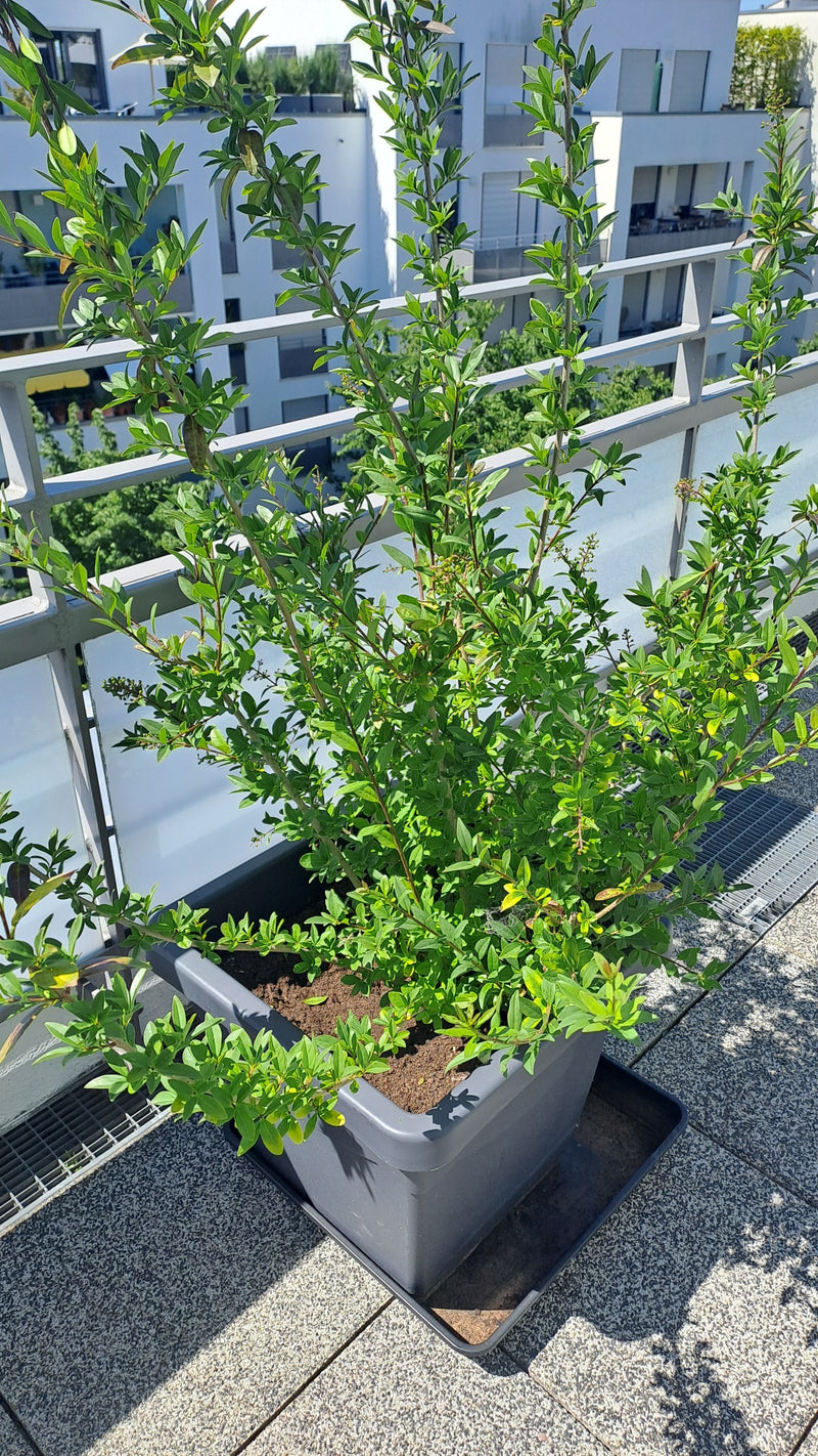 On aperçoit un troène en bonne santé avec de nombreuses feuilles vertes dans un bac à plantes gris. La photo montre la plante sur un balcon ensoleillé avec d...