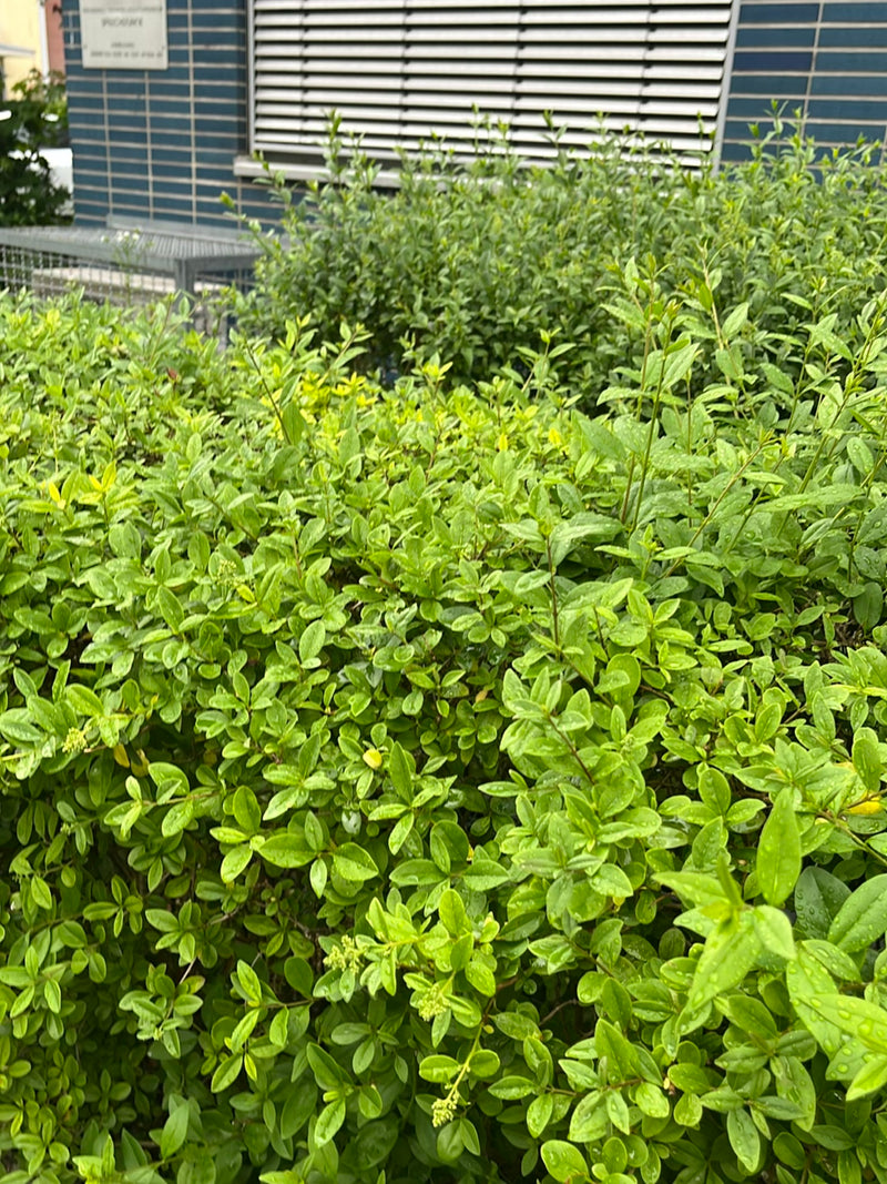 On aperçoit un arbuste de troène dense et touffu aux feuilles d'un vert frais. La plante se dresse devant le mur d'une maison.
