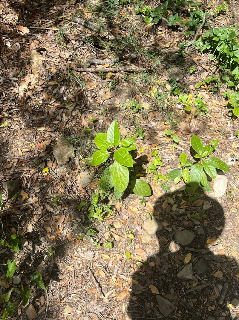 Deux petits troènes aux feuilles vertes poussent sur un sol forestier couvert de feuilles mortes. La vue montre les jeunes pousses par le dessus.