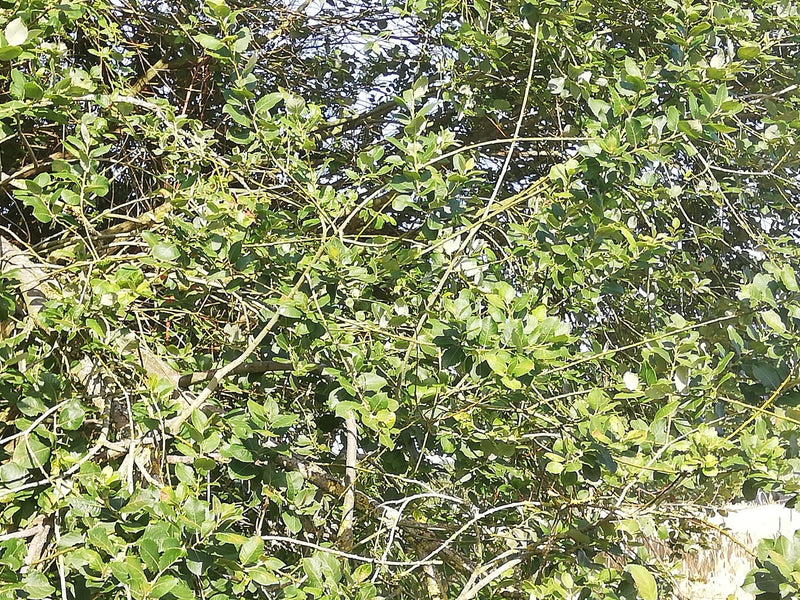 L'image montre une section dense avec des feuilles vertes et des branches ramifiées d'un troène. Le feuillage typique est clairement visible.