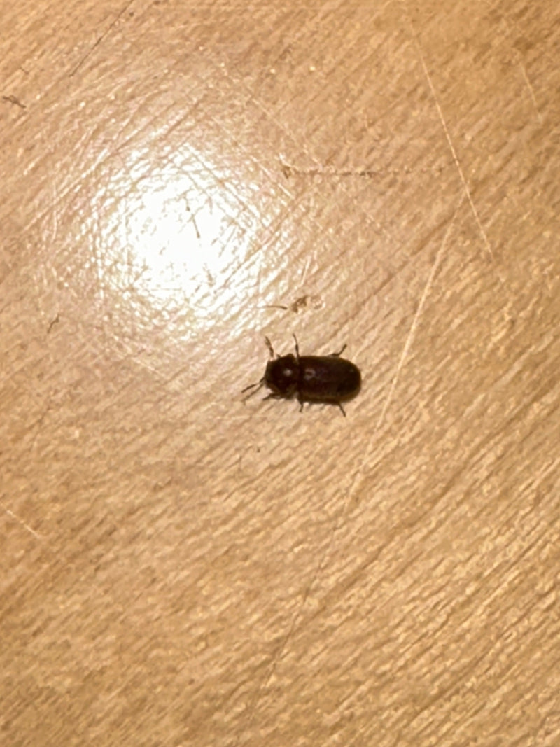 Un vrillette commune solitaire est posée sur une surface en bois clair. L'insecte est vu de dessus.