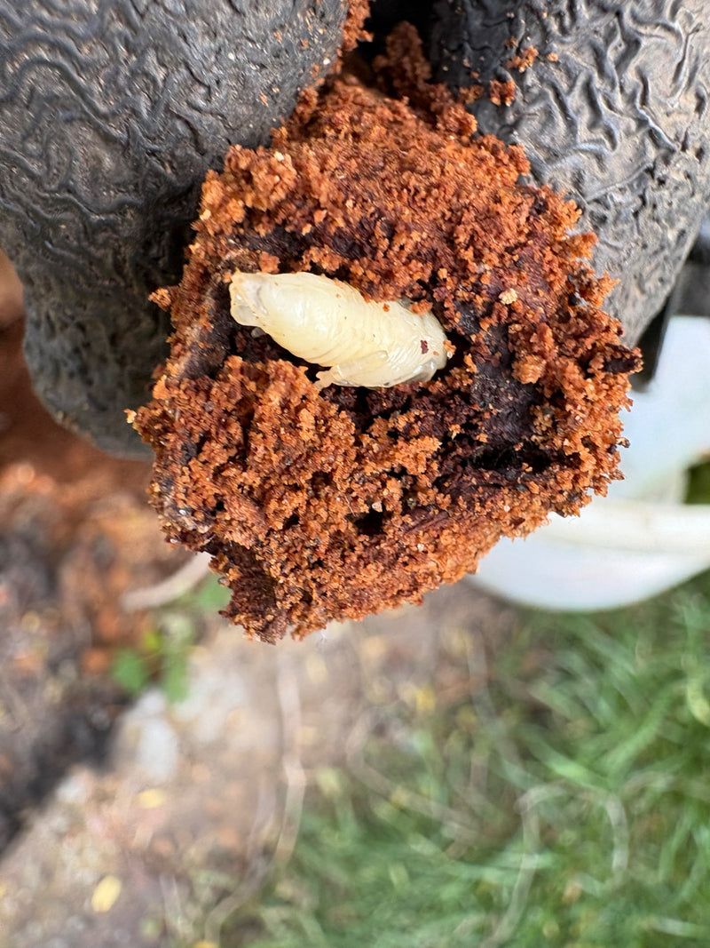 On peut voir une larve claire de vrillette dans une ouverture remplie de poussière de bois rougeâtre. L'insecte est niché dans le bois endommagé.