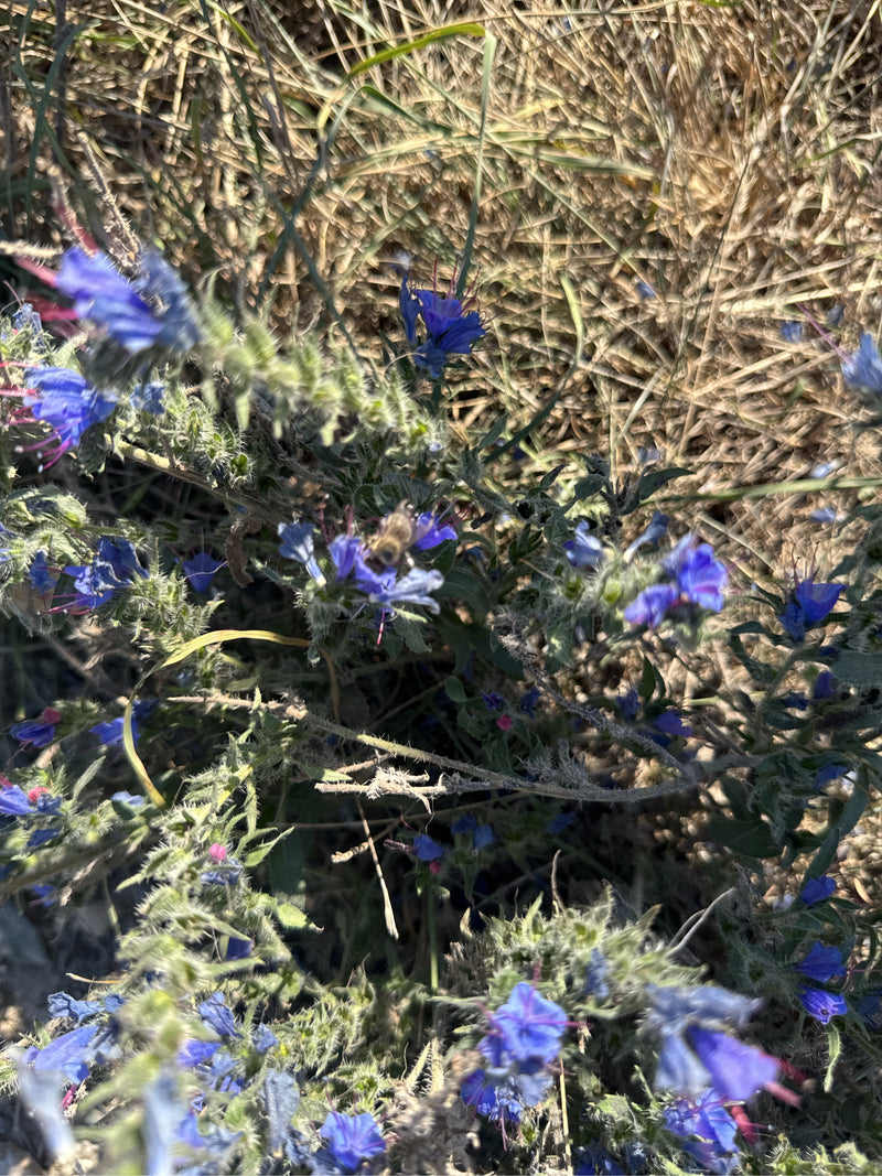 Une vipérine commune en fleurs avec des inflorescences bleues, photographiée en vue plongeante parmi de l'herbe sèche.