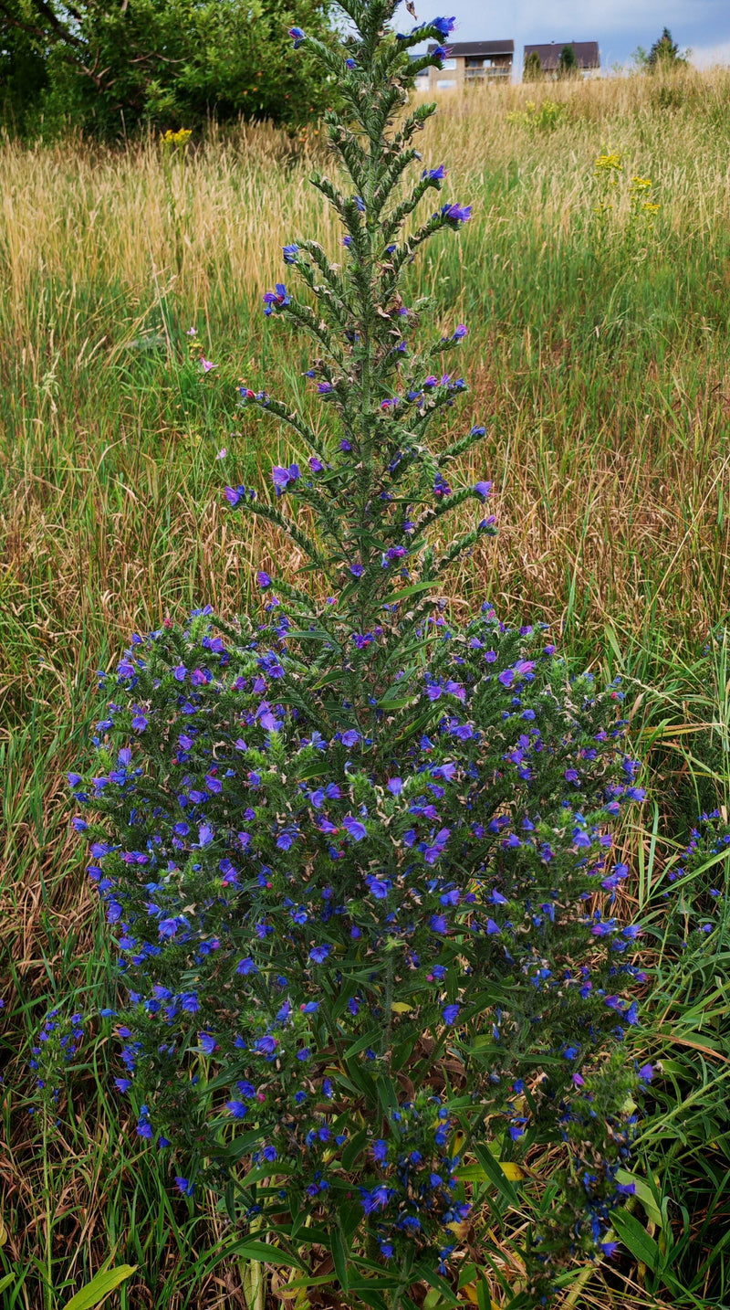 L'image montre une vipérine commune en fleurs avec ses inflorescences bleues caractéristiques dans une prairie.