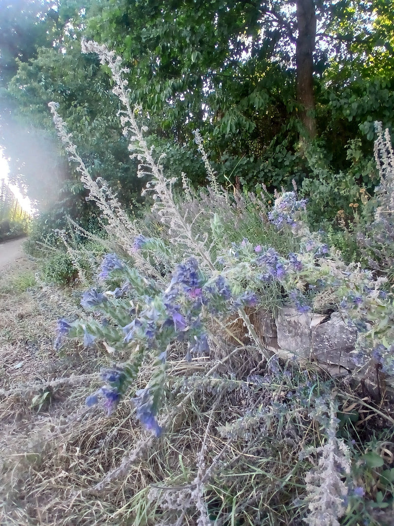On aperçoit un groupe de vipérines communes en fleurs au bord d'un chemin devant des arbres. Les plantes montrent leurs inflorescences bleues typiques et leu...
