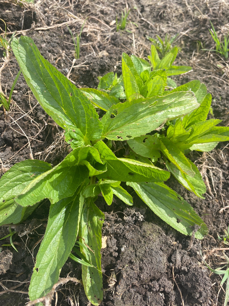 On voit une jeune rosette de feuilles de la vipérine commune poussant sur un sol sombre et dégagé. Les feuilles typiquement rugueuses et lancéolées sont disp...