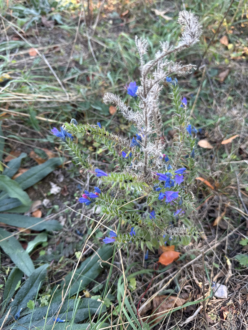 Une vipérine commune avec des fleurs bleues et des tiges hérissées en partie fanées pousse parmi l'herbe sèche et les feuilles mortes.