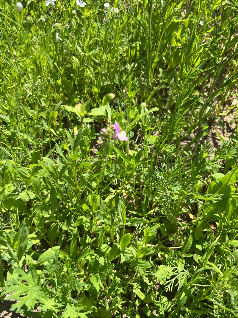 L'image montre une plante aux feuilles finement pennées et une petite fleur rose et blanche au milieu d'autres feuillages. La photo est prise du dessus sur u...