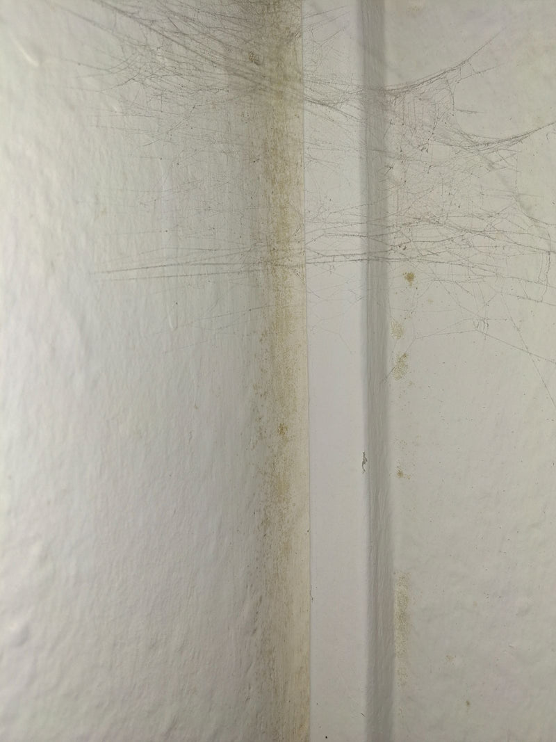 Aspergillus versicolor — Bild 1