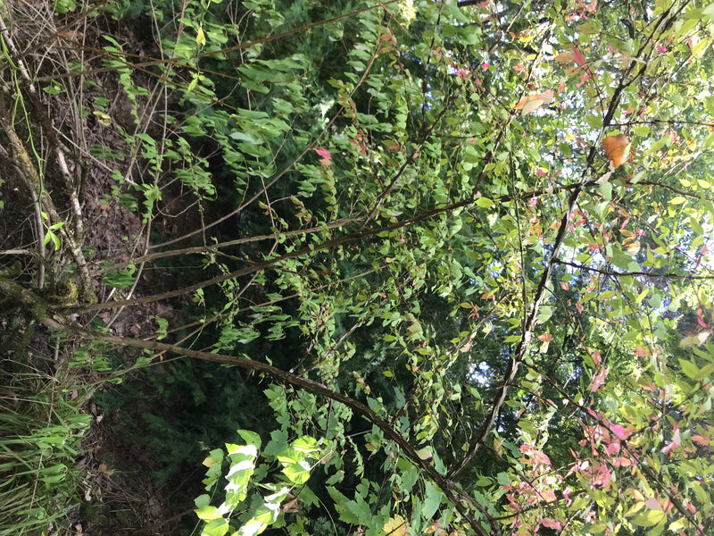 La photo montre un fusain d'Europe avec des feuilles vertes et de fines branches dans son habitat naturel. La plante pousse dans une zone lumineuse avec d'au...