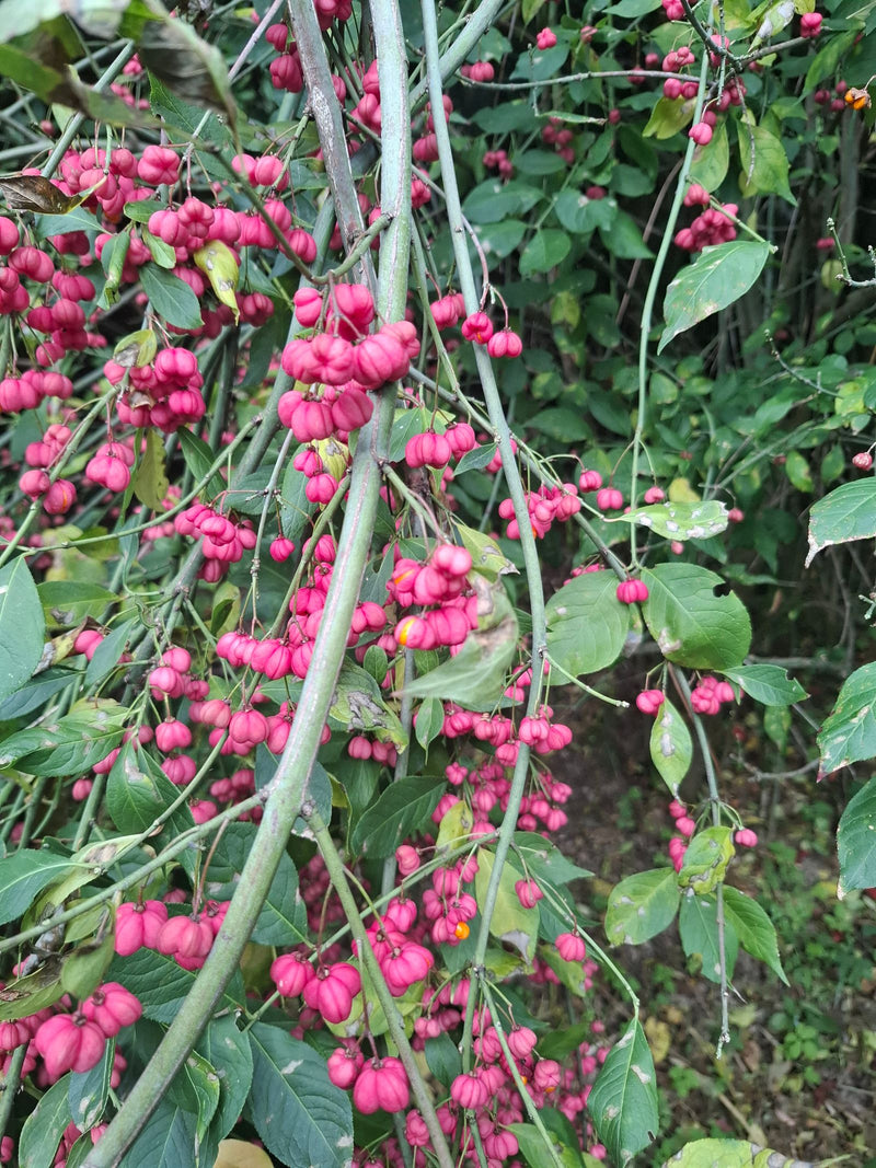 On peut voir les fruits caractéristiques d'un rose vif et les branches vertes d'un fusain d'Europe. La plante se trouve dans un environnement naturel.