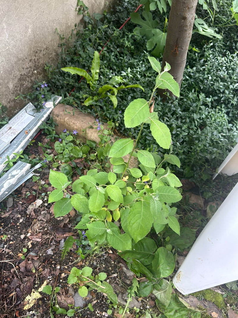 On aperçoit un jeune fusain d'Europe aux feuilles vertes. Il pousse dans un parterre de jardin sur de la terre.