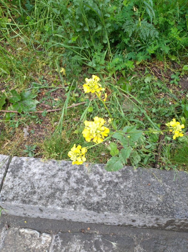 Moutarde Alyssum commune — Bild 1
