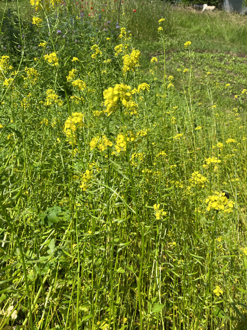L'image montre un peuplement dense de moutarde des champs avec des fleurs jaunes dans une prairie. Les plantes sont en pleine floraison.