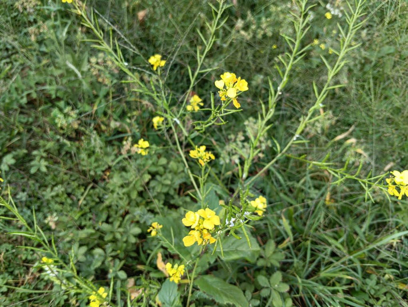 L'image montre une moutarde des champs en fleurs avec des fleurs jaune vif à quatre pétales. Les longues et fines siliques de la plante sont également bien v...