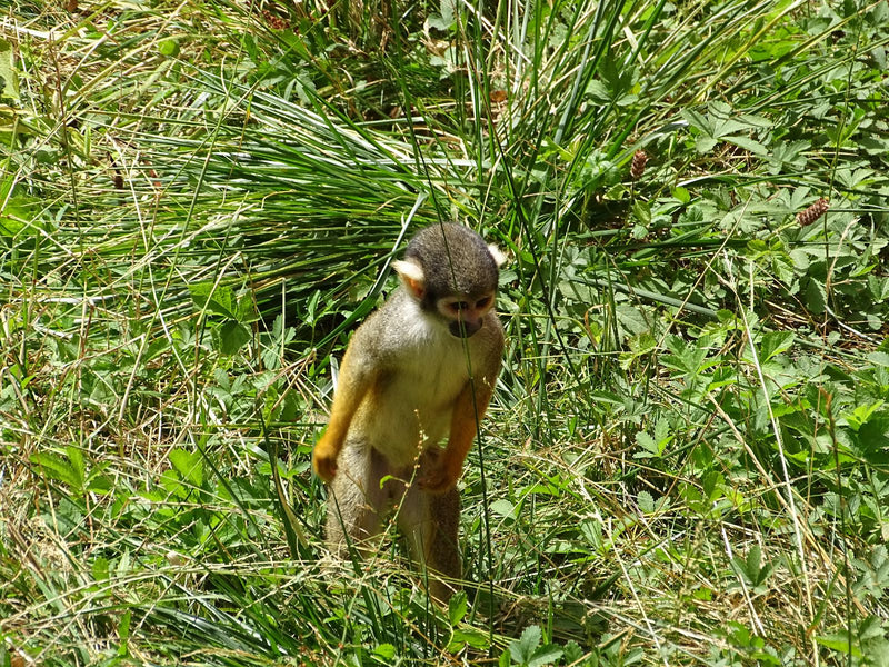 Singe écureuil commun — Bild 1