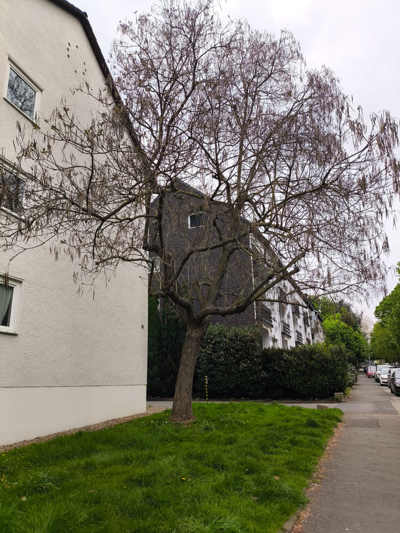 Arbre à trompette — Bild 1