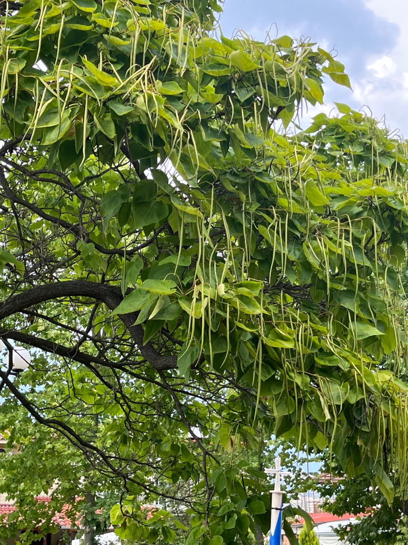 L'image montre un catalpa avec ses grandes feuilles caractéristiques et ses longs fruits en forme de gousses. Les branches sont garnies et s'étendent vers le...