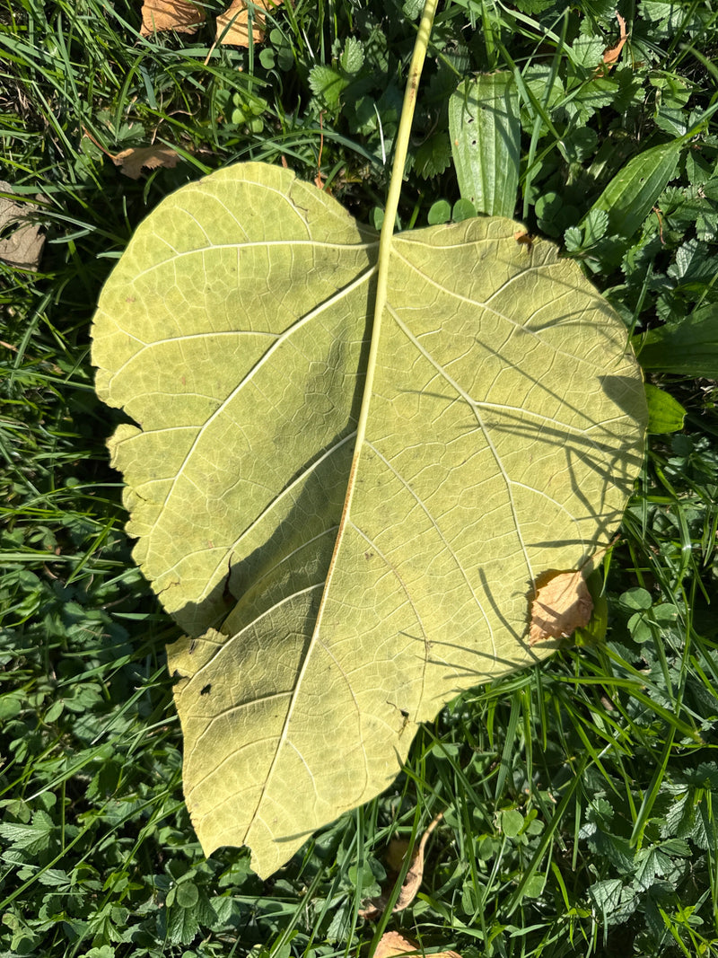 Une grande feuille en forme de cœur d'un catalpa commun repose face inférieure vers le haut sur de l'herbe.