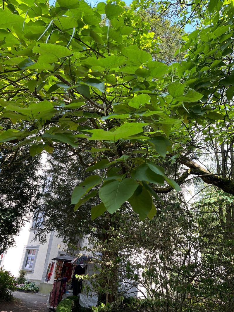 On y voit la cime verte d'un catalpa avec ses grandes feuilles typiques et ses longues gousses. La photo est prise d'en bas devant un bâtiment.