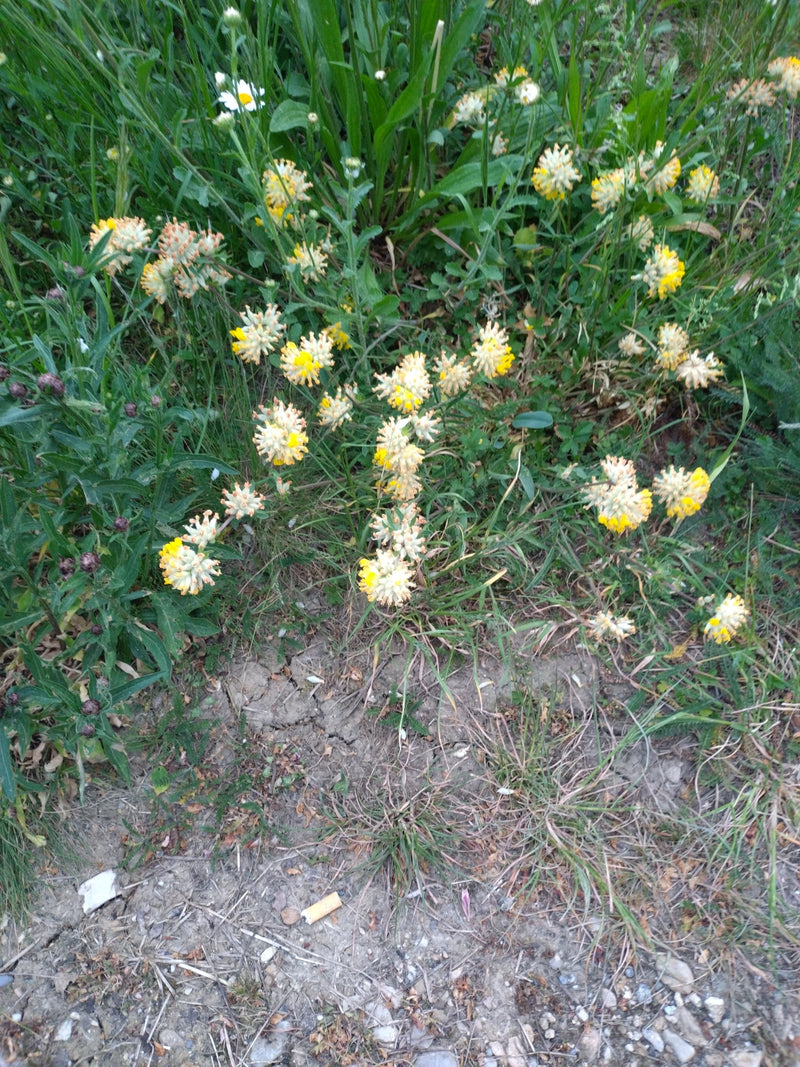 Vesce commune — Bild 1