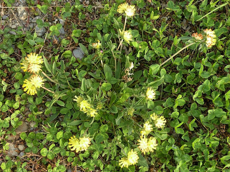 L'image montre une vulnéraire vulnéraire en fleurs avec des capitules jaunes typiques et des feuilles vertes. Elle pousse sur un sol herbacé bas.