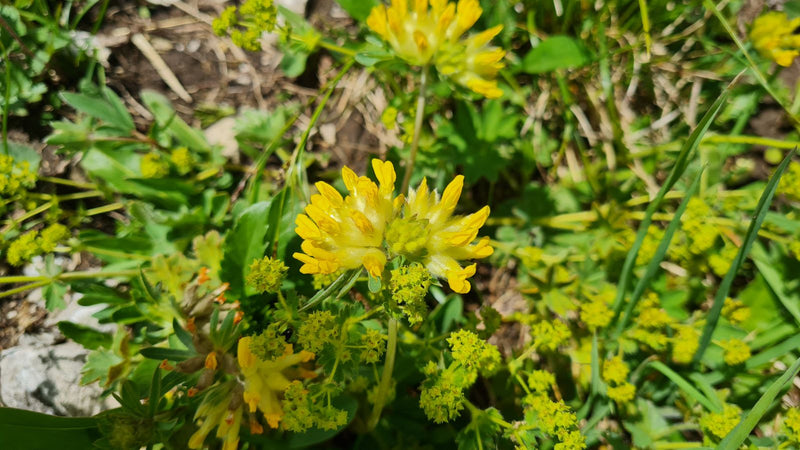 On peut voir les inflorescences jaunes caractéristiques de la vulnéraire. La plante pousse dans un environnement naturel parmi l'herbe et d'autres herbes.