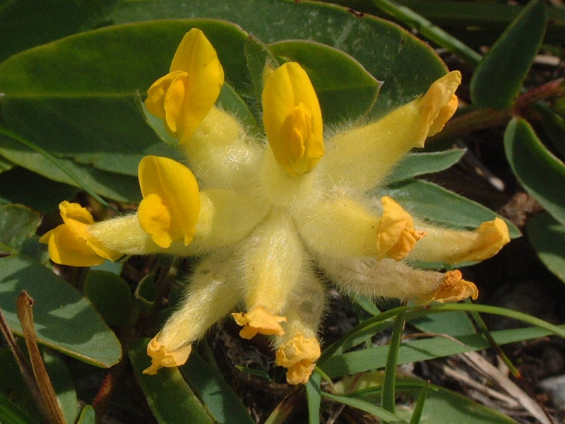 On voit un gros plan des fleurs jaunes caractéristiques de la vulnéraire. Les calices velus sont clairement reconnaissables devant les feuilles vertes.
