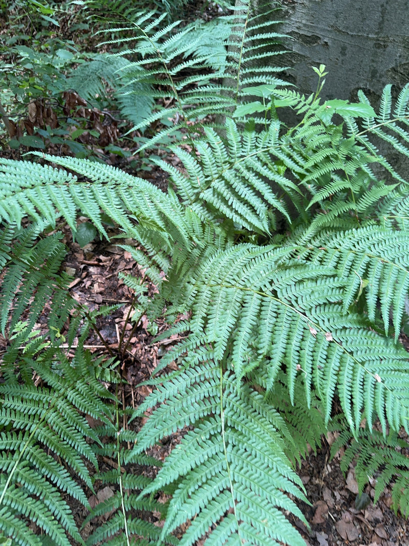 L'image montre une fougère mâle verte avec des frondes pennées poussant sur un sol forestier.